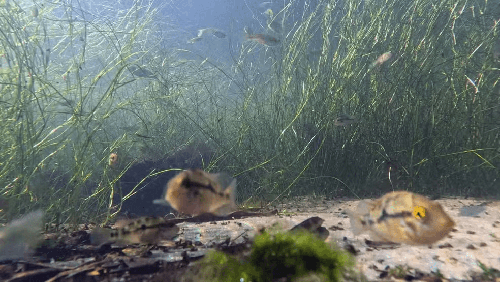 Lagoa se recupera de esgoto e mortandades de peixes, e debate para futura liberação de banho volta; comitê diz que ainda é cedo